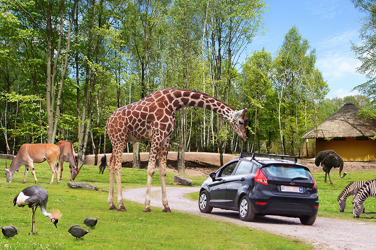 Monde Sauvage Safari - Aywaille - Animaux