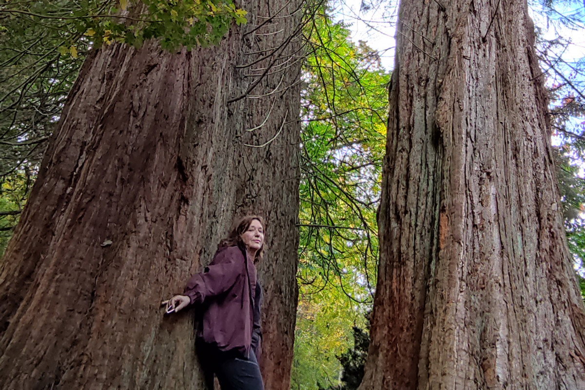 Sylvothérapie avec Joëlle Iland - Xhendremael - Connexion avec un arbre