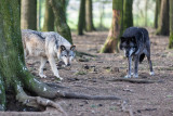 Forestia - Parc animalier - Loups