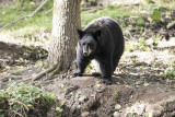 Forestia - Parc animalier - Ours