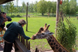 Monde Sauvage Safari - Aywaille - Animaux