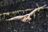 Domaine de Palogne - Vieuxville - Spectacle de rapaces