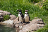 Monde Sauvage Safari - Aywaille - Manchots Humboldt