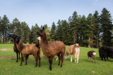 Forestia - Parc animalier - Lamas