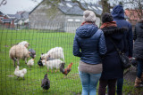 Ferme des Capucines - Latinne - Activité